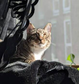 Tiabeanie -  Tabby and Domestic Short Hair Cat for Adoption in Gladstone, Oregon - Tiabeanie | PetCurious