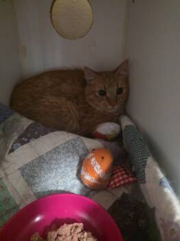 Willow -  Domestic Medium Hair Cat for Adoption in Thompson Falls, Montana - Willow | PetCurious
