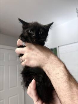 Willie -  Domestic Short Hair Cat for Adoption in Bolivar, Missouri - Willie | PetCurious