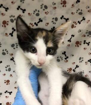 MOCHI -  Domestic Short Hair Cat for Adoption in Riverside, California - MOCHI | PetCurious