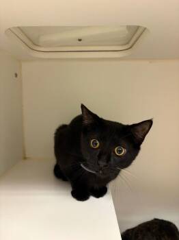 Carl (hoover) -  Domestic Short Hair Cat for Adoption in Johnson City, Tennessee - Carl (hoover) | PetCurious