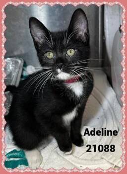 Adeline(608) -  Domestic Short Hair Cat for Adoption in Marietta, Georgia - Adeline(608) | PetCurious