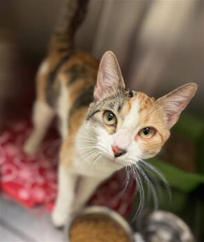 Domestic Short Hair Cats Available for Adoption - CELESTE | PetCurious