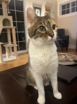 Domestic Short Hair Cats Available for Adoption - Patter | PetCurious