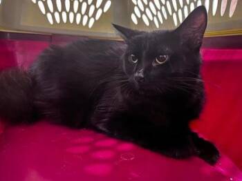 Kira -  Domestic Long Hair and Domestic Short Hair Cat for Adoption in Montreal, Quebec - Kira | PetCurious