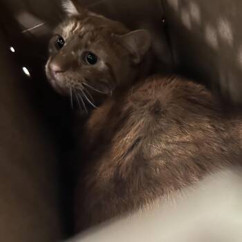 Blaze -  Domestic Long Hair Cat for Adoption in Philadelphia, Pennsylvania - Blaze | PetCurious
