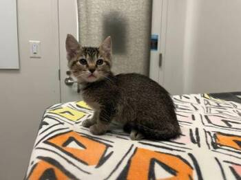 Portrait That Watches You Sleep -  Domestic Short Hair Cat for Adoption in Kansas City, Missouri - Portrait That Watches You Sleep | PetCurious