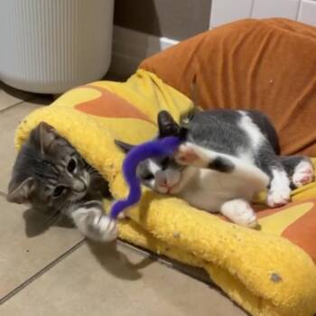 Thunder -  Domestic Short Hair Cat for Adoption in Los Angeles, California - Thunder | PetCurious
