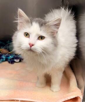 Domestic Long Hair Cats Available for Adoption - Rapunzel | PetCurious