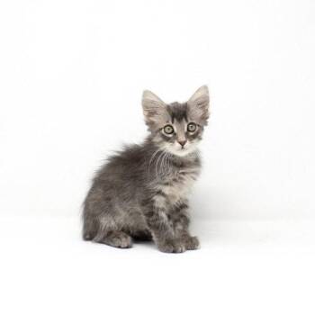 Emiliano -  Domestic Medium Hair Cat for Adoption in Florence, Arizona - Emiliano | PetCurious