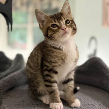 Lovey -  Domestic Short Hair Cat for Adoption in Birmingham, Alabama - Lovey | PetCurious