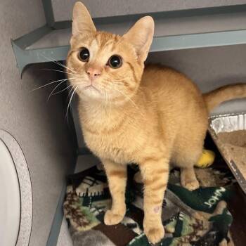 Gizmo -  Domestic Short Hair Cat for Adoption in Waterloo, Iowa - Gizmo | PetCurious