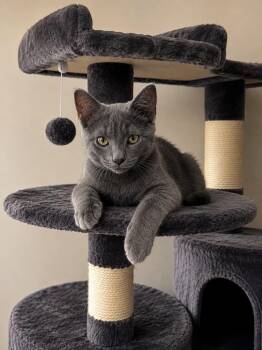 Stormy -  Russian Blue Cat for Adoption in Lawrenceville, Georgia - Stormy | PetCurious