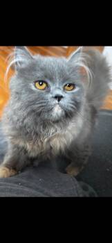 Rescue Persian and Domestic Long Hair Cats for Adoption in Kirkland, Quebec - Misty | PetCurious