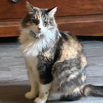 Cassie -  Domestic Long Hair Cat for Adoption in Ramona, California - Cassie | PetCurious