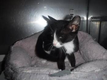 MISSU -  Domestic Short Hair Cat for Adoption in Doral, Florida - MISSU | PetCurious
