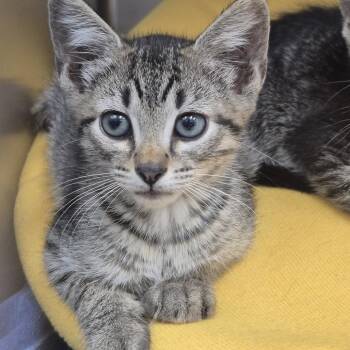 Papaya -  Domestic Short Hair Cat for Adoption in Newark, New Jersey - Papaya | PetCurious