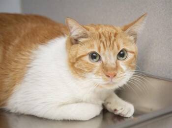 Domestic Short Hair Cats Available for Adoption - NIPSEY | PetCurious