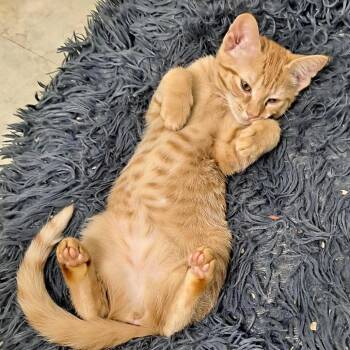 Domestic Short Hair Cats Available for Adoption in Glenfield, New York - Athena | PetCurious