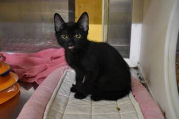 Duck -  Domestic Short Hair Cat for Adoption in Kansas City, Missouri - Duck | PetCurious
