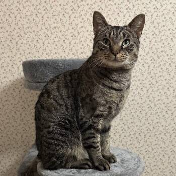 Domestic Short Hair Cats Available for Adoption in Baltimore, Maryland - Curly | PetCurious