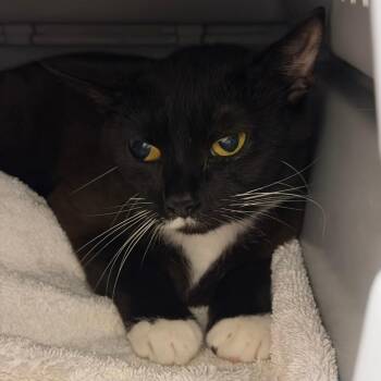Pearl -  Domestic Short Hair Cat for Adoption in Fairport, New York - Pearl | PetCurious