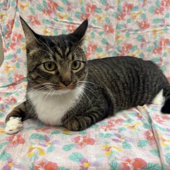 Mochi -  Domestic Short Hair Cat for Adoption in Long Beach, California - Mochi | PetCurious