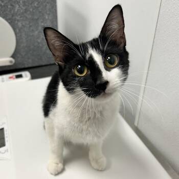 Domestic Short Hair Cats Available for Adoption in Abilene, Texas - Daisy | PetCurious