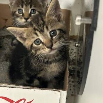 Sawyer -  Domestic Short Hair Cat for Adoption in Jeffersonville, Indiana - Sawyer | PetCurious