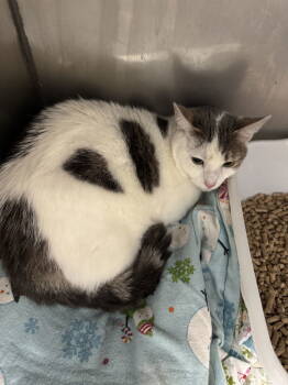 Rescue Domestic Short Hair Cats for Adoption in Trenton, New Jersey - Beauty (TAS#7) | PetCurious