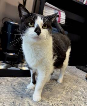 Rescue Domestic Short Hair Cats for Adoption in Nolensville, Tennessee - Sister | PetCurious
