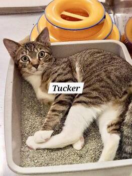 Rescue Tabby Cats for Adoption in Greenville, Delaware - Tucker (FCID# 08/07/2025 - 48 Brandywine PS) KDC | PetCurious