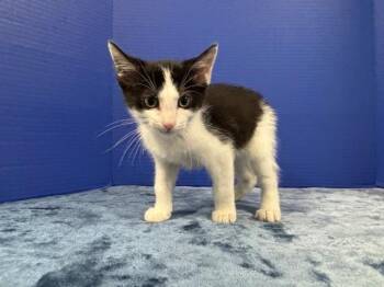 Sandals -  Domestic Short Hair Cat for Adoption in Hawk Point, Missouri - Sandals | PetCurious