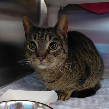 Domestic Short Hair Cats Available for Adoption in Philadelphia, Pennsylvania - Mars | PetCurious