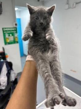 Domestic Short Hair Cats Available for Adoption in Daytona Beach, Florida - Mister Missy | PetCurious