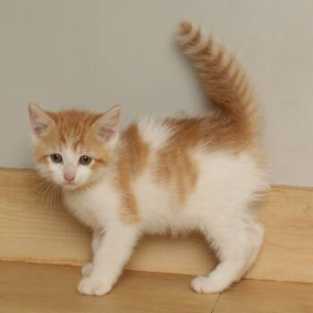 Rescue Domestic Short Hair Cats for Adoption in Minnetonka, Minnesota - Fabio C66303 | PetCurious