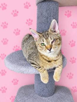 Starburst -  Tabby and Domestic Short Hair Cat for Adoption in Greensburg, Pennsylvania - Starburst | PetCurious