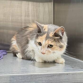 Sasha -  Domestic Medium Hair Cat for Adoption in Morganton, North Carolina - Sasha | PetCurious