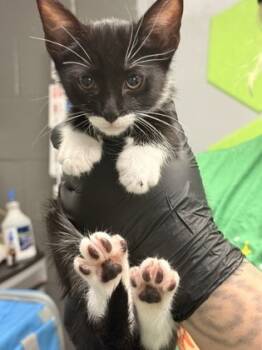 Rescue Domestic Short Hair Cats for Adoption in Fort Worth, Texas - Wednesday | PetCurious