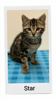 Star -  Domestic Short Hair Cat for Adoption in Caistor Centre, Ontario - Star | PetCurious