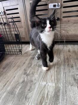 Augustus -  Domestic Long Hair Cat for Adoption in Greensburg, Pennsylvania - Augustus | PetCurious