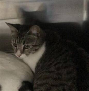 Domestic Short Hair Cats Available for Adoption in Houston, Texas - NO NAME | PetCurious