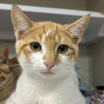 Fitz -  Domestic Short Hair Cat for Adoption in Durango, Colorado - Fitz | PetCurious