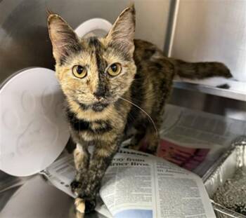 Domestic Short Hair Cats Available for Adoption in Aurora, Illinois - ZEVRAN | PetCurious