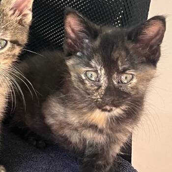 Nova -  Domestic Short Hair Cat for Adoption in Burlington, Ontario - Nova | PetCurious