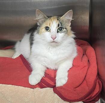 Domestic Medium Hair Cats Available for Adoption in Santa Cruz, California - FLORENCE* | PetCurious