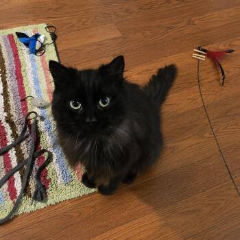 Domestic Long Hair and Ragamuffin Cats Available for Adoption - Espurr 0524 JT | PetCurious