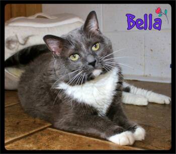Bella -  Domestic Short Hair Cat for Adoption in Shippenville, Pennsylvania - Bella | PetCurious