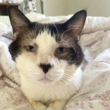 Peppino -  Siamese Cat for Adoption in Gibsonia, Pennsylvania - Peppino | PetCurious