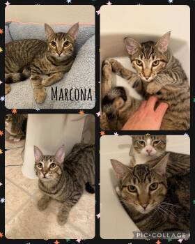 Rescue Domestic Short Hair Cats for Adoption in Newberg, Oregon - Marcona | PetCurious